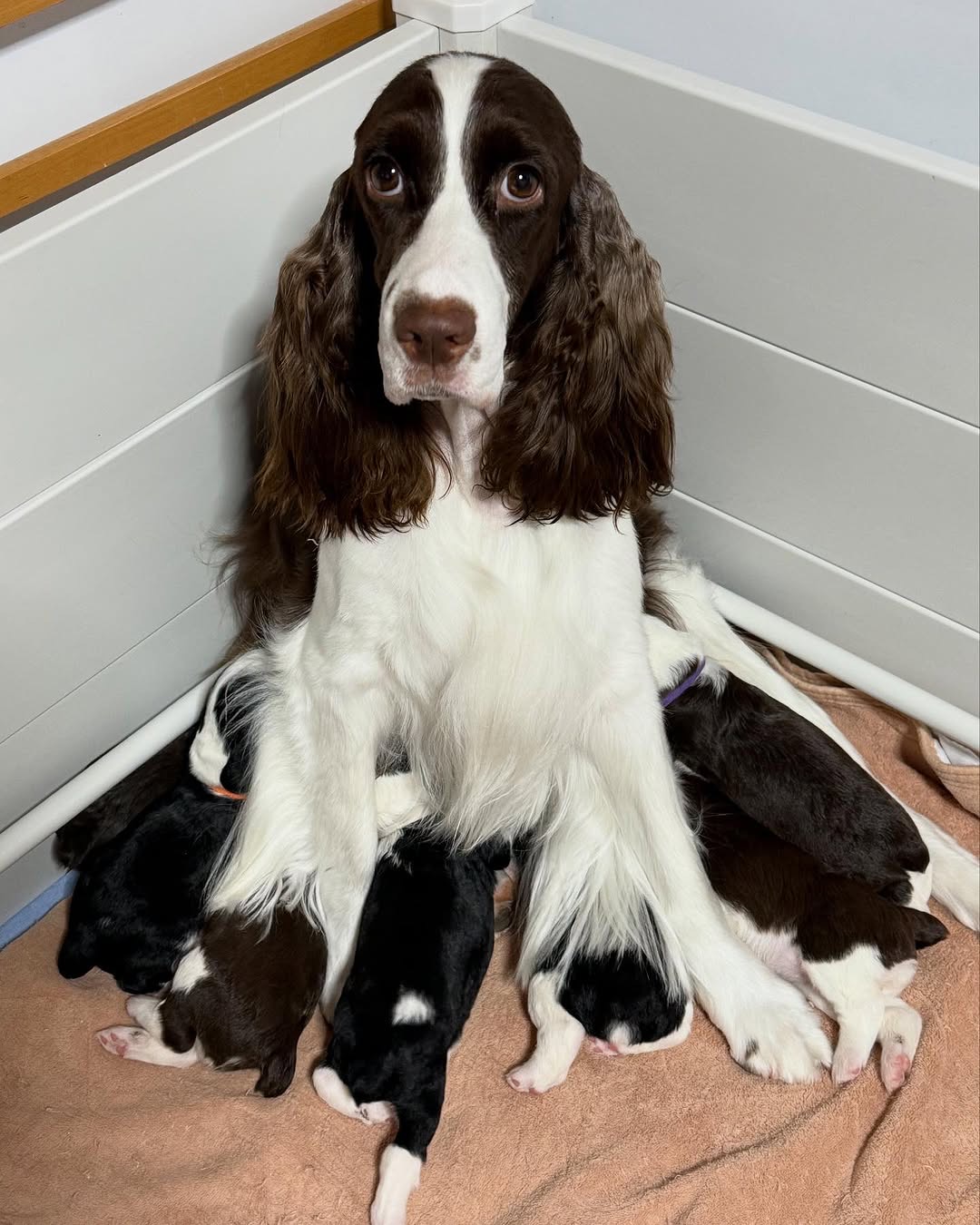 Springer spaniel