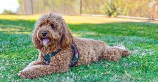Cavapoo