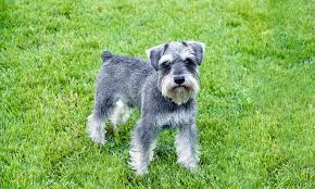 Schnauzer