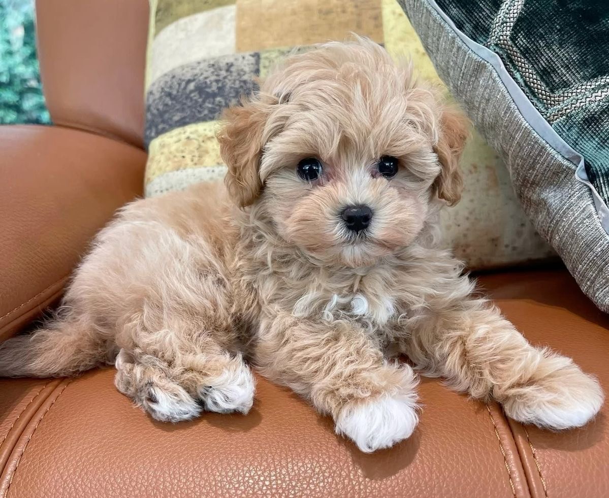Lulu