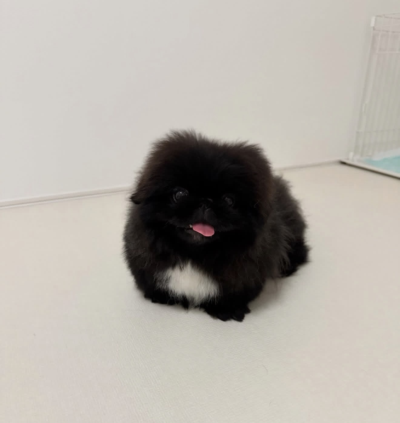 Teddy