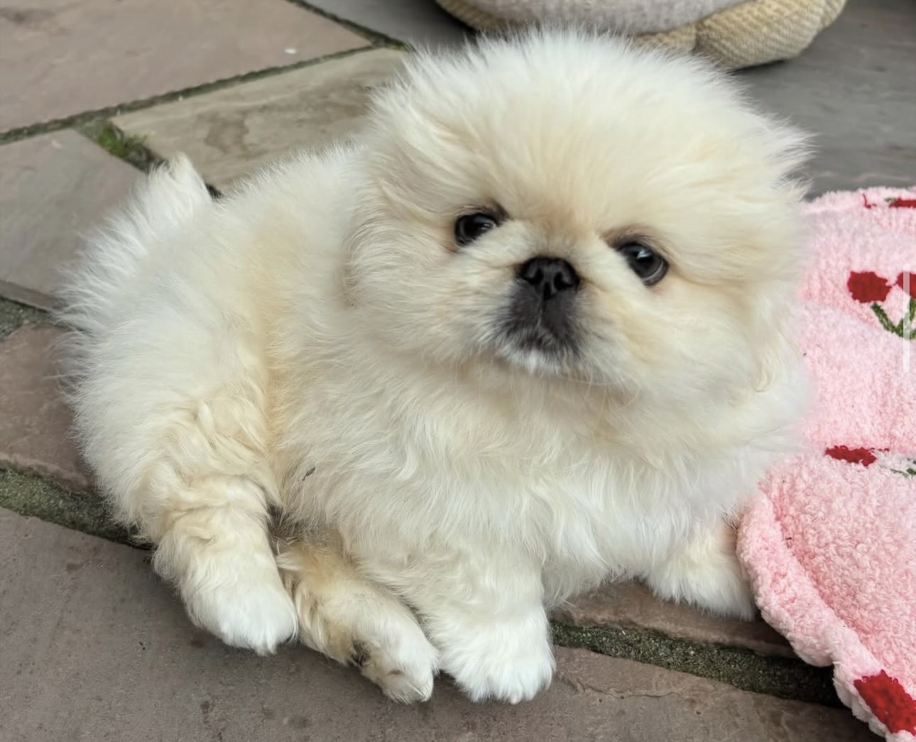Lucy
